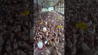 Pullet 6 Minggu Berjalan Menunggu Pindah ke Kandang Layer [upl. by Stodder5]