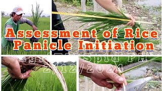 Assessment of Rice PANICLE INITIATION before Final Topdressing [upl. by Bolan]