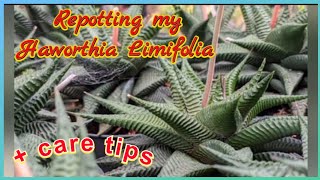 Care tips for Haworthia Limifolia and Repotting my clumping twirl plant 🌵🥰 [upl. by Vachill188]