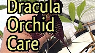 Orchid Care Cool Growing Dracula orchids care instructions  Dracula orchid flowers [upl. by Nickie717]