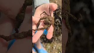 FIVE ROCKPOOL SPECIES IN 60 SECS fishing shorts shortvideo fish nature wildlife ocean beach [upl. by Eecrad451]