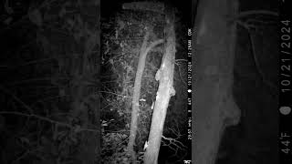 Trail camera wildlife trailcamactivity huntingequipment [upl. by Sherborn297]