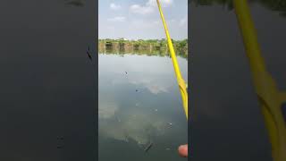 🔴 mancing wader pariispull Tanago yellow pole fishing microfishing joranletoy [upl. by Rudelson]