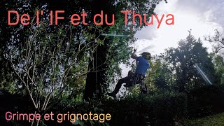 Elagage d un if rognage souches de thuya arboristjardinastuceelagagetreelifearbrenatureif [upl. by Urbanna]