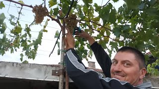 4 quick ways to form and grow a vine on a pergola and arbor to produce grapes in the second year [upl. by Mandelbaum]