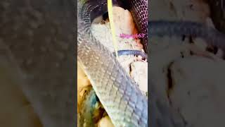 Drakt ke hole mein khatarnak saamp shortvideo naagjogi shorts kingsnake [upl. by Gretchen977]