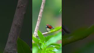 Scarletbacked Flowerpecker  Bukit Merah sony200600 wildlifephotography sonysingapore [upl. by Sanoy]