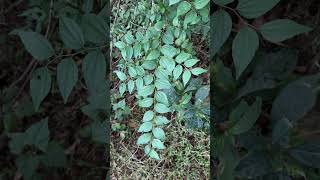 Ziziphus oenopolia a wild edible fruits of Odisha wildedibles odisha medicinals indiantree [upl. by Zetnauq]