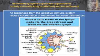 2015 B Cell Biology and T Follicular Helper Cells – The Fundamentals [upl. by Delija]