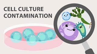 Cell Culture Contamination and Quality Control [upl. by Lleuqram]