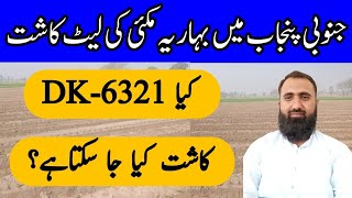 Late Sowing of Spring Maize in South Punjab  DK6321 vs DK9108  Bilal Kanju Official [upl. by Nowed73]