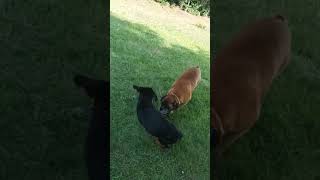 Rottweiler VS Boxer 🥰 1 [upl. by Bocoj]