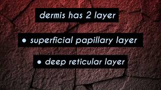 Dermis layer of skin  skin anatomy [upl. by Nerek]