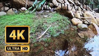 【4K】Sitawaka Ganga in Sinharaja Forest Reserve Sri Lanka [upl. by Wyck]