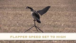 DRONE FOOTAGE PART 2 TESTING of LUCKY FLAPPER CANADA GOOSE DECOY [upl. by Markowitz]