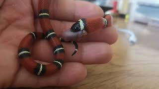 Feeding baby Sinaloan milk snake its first meal [upl. by Clayborn]