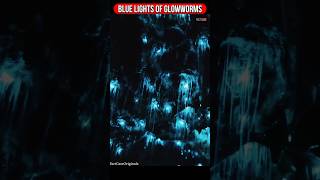 Glow Worm Caves New Zealand 😲 shorts ytshorts youtubeshorts facts [upl. by Petite]