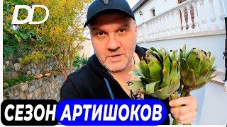 КАК ПРИГОТОВИТЬ АРТИШОК КАК ЕДЯТ АРТИШОКИ ФРАНЦУЗСКИЙ СПОСОБ БЕДНЯКОВ РЕЦЕПТ СОУСА ДЛЯ АРТИШОКОВ [upl. by Siegfried]