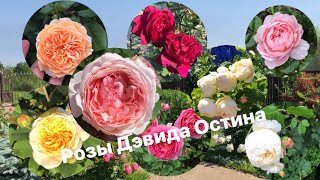 10 неповторимых роз Дэвида Остина🌹Review of David Austin’s roses [upl. by Hacker]