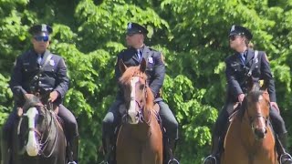 Nassau police welcome new dogs horses to department [upl. by Homerus603]