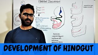 DEVELOPMENT OF HINDGUT  GIT EMBRYOLOGY 9 [upl. by Cam]