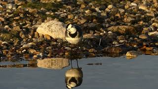 Pied Wagtail wary of gulls overhead Julias video [upl. by Neerol]