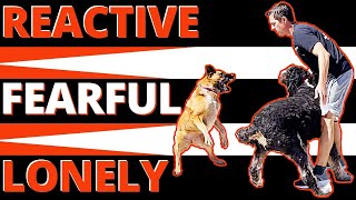 How Leash Reactive Dogs Can Meet Other Dogs amp Pass OnLeash Without Barking or Lunging [upl. by Daffodil]