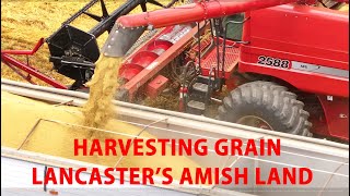 GRAIN HARVEST in Lancaster Countys AMISH LAND with a CASE IH 2588 Combine [upl. by Alemrac]