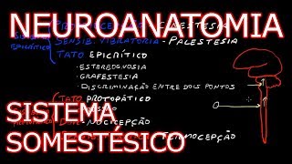 Aula Neuroanatomia  Sistema Somestésico Vias Ascendentes  Neuroanatomia Humana 5 [upl. by Latsirc]