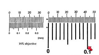 AS Biology  How to calibrate a microscope [upl. by Waers]