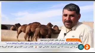 Iran Camel farming report Qom province گزارشي از پرورش شتر استان قم ايران [upl. by Notyrb570]