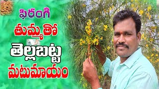 ఫిరంగి తుమ్మతో తెల్లబట్ట మటుమాయంWhite Discharge BEST Treatment ampAyurvedic plant Medicines in telugu [upl. by Bolitho]