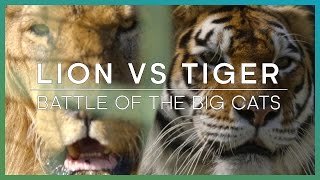 LION vs TIGER Battle Of The Big Cats  BBC Earth Unplugged [upl. by Aneeles]