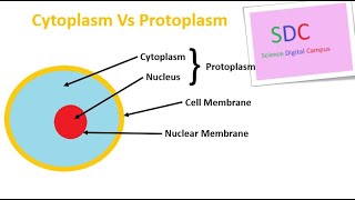 Cytoplasm and Protoplasm [upl. by Torre430]