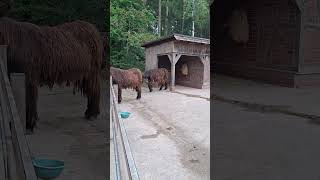 Esel füttern Wildpark Lüneburger Heide [upl. by Ahsikahs355]