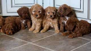 Cockapoo Puppies For Sale [upl. by Cindelyn]