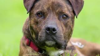 10 Things You Need to Know About Brindle Pit Bulls [upl. by Holsworth]