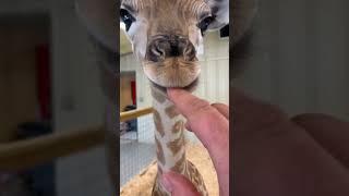 This family adopted a baby giraffe that had lost its mother giraffe babygiraffe short [upl. by Adnawed787]