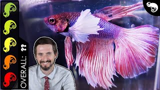 Betta The Best Pet Fish [upl. by Truk]