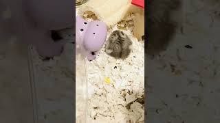 Grabby hands 🤚 dwarfhamster pets hamsters cuteanimals [upl. by Geaghan]