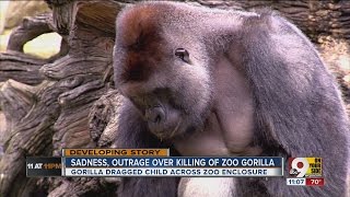 Sadness outrage over killing of zoo gorilla [upl. by Iams884]