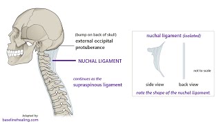 Anatomy of the Ligamentum Nuchae Description origin insertion and Function [upl. by Salkin156]