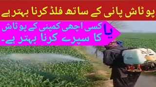 Potash Fertilizer for Wheat Crop Flood or Foliar Spray Which is Bestcrops grower expert [upl. by Connel429]