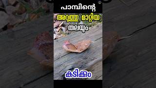 തലയറുത്തു മാറ്റിയാലും പാമ്പിനു കടിക്കാൻ കഴിയും decapitated snake bite malayalam [upl. by Assirat27]