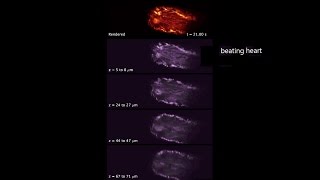 Realtime 3D microscopy of freely moving Drosophila melanogaster larvae [upl. by Aicirtal]