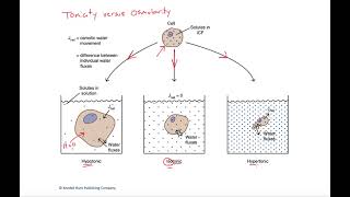 Tonicity versus osmolarity [upl. by Eelnyl]