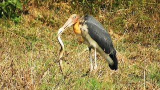 Lesser Adjutant eats snake [upl. by Oinotna]