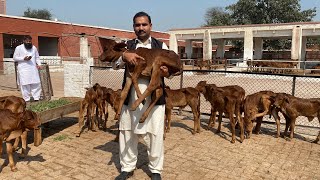 Government Sahiwal Cows  Cattle Farm of LPRI Bahadrnagar Okara cow cattle dairyfarming [upl. by Cicero15]