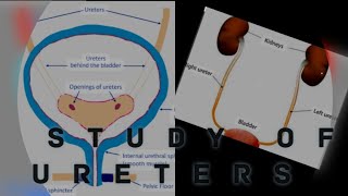 Study of ureters Ureters analysisHuman excretion system [upl. by Arvo899]