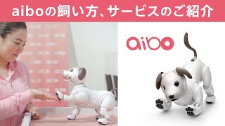 aiboの飼い方、aiboのサービスについてご紹介！ [upl. by Eeram]